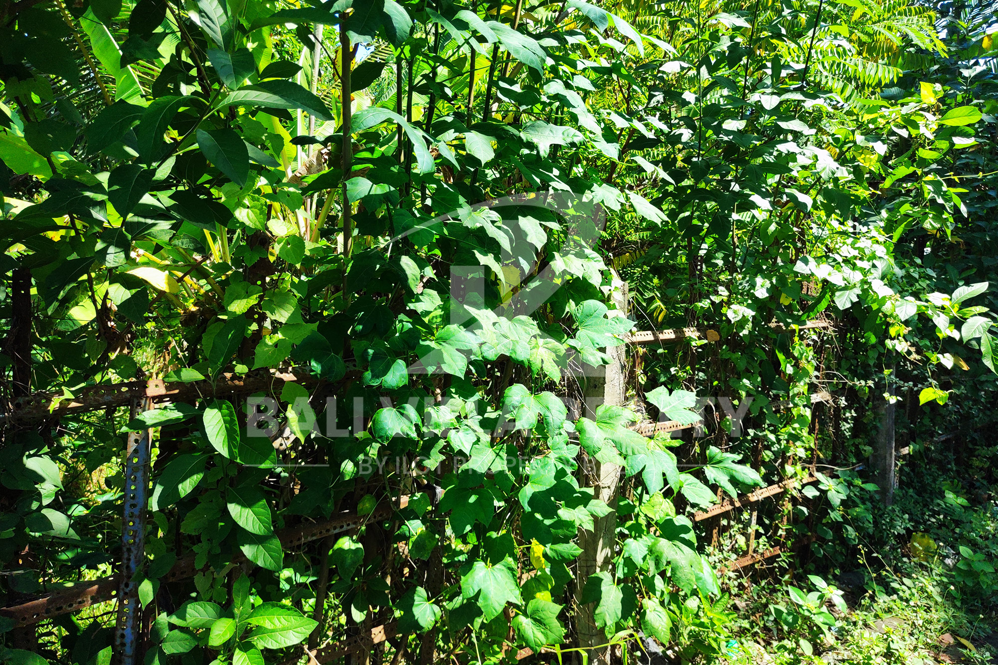 Stunning Land In Residance Area Cepaka near Tumbak Bayuh