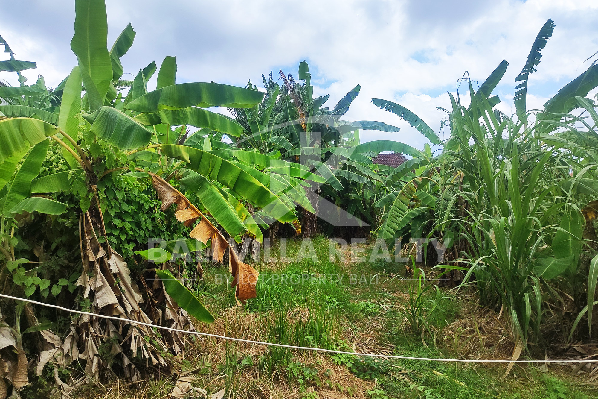 Prime 450m2 Land With Stunning Rice Field Views In Dalung, Badung, Bali