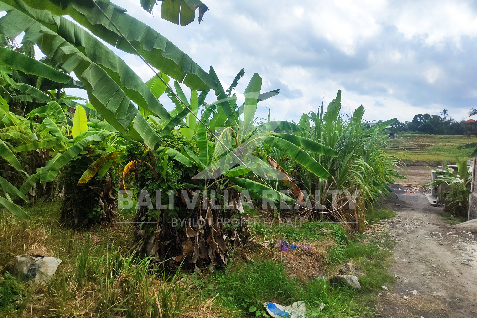 Prime 450m2 Land With Stunning Rice Field Views In Dalung, Badung, Bali