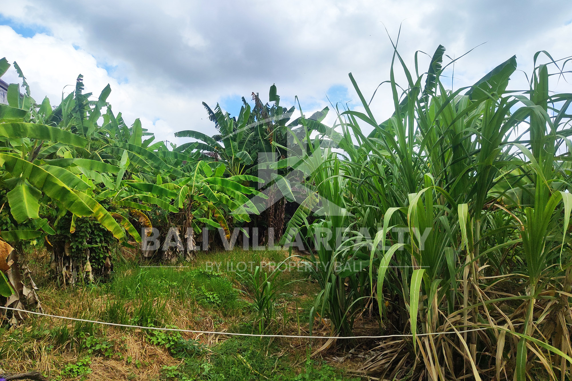 Prime 450m2 Land With Stunning Rice Field Views In Dalung, Badung, Bali