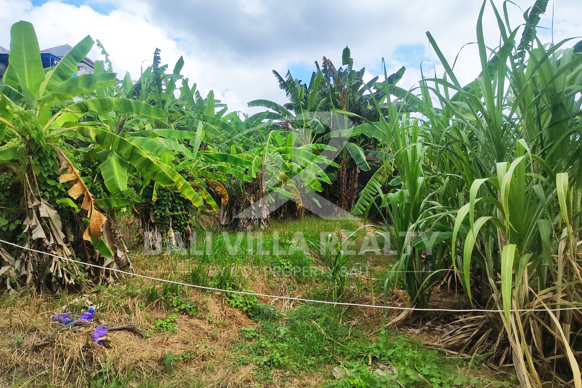 Prime 450m2 Land With Stunning Rice Field Views In Dalung, Badung, Bali
