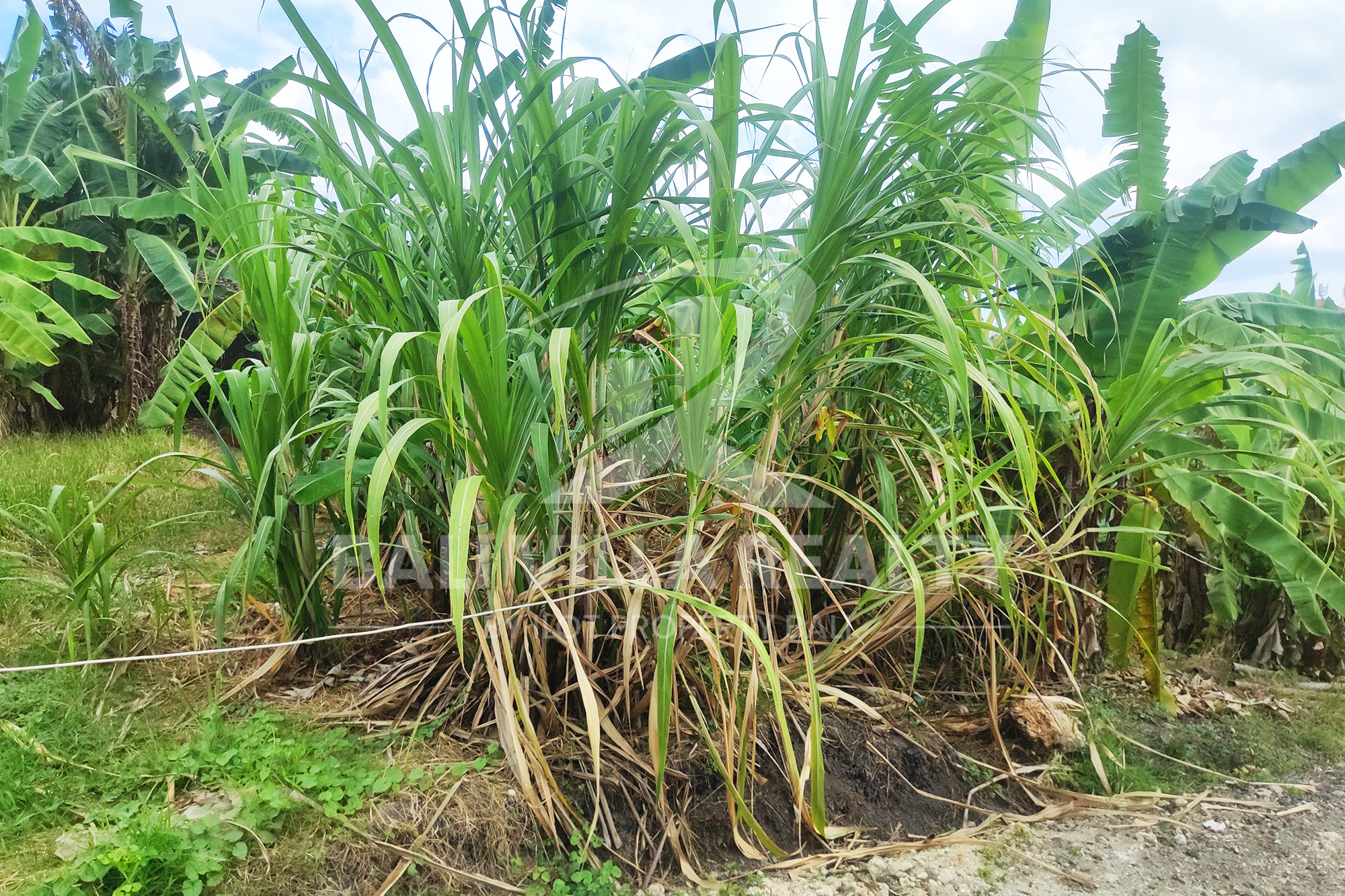 Prime 450m2 Land With Stunning Rice Field Views In Dalung, Badung, Bali