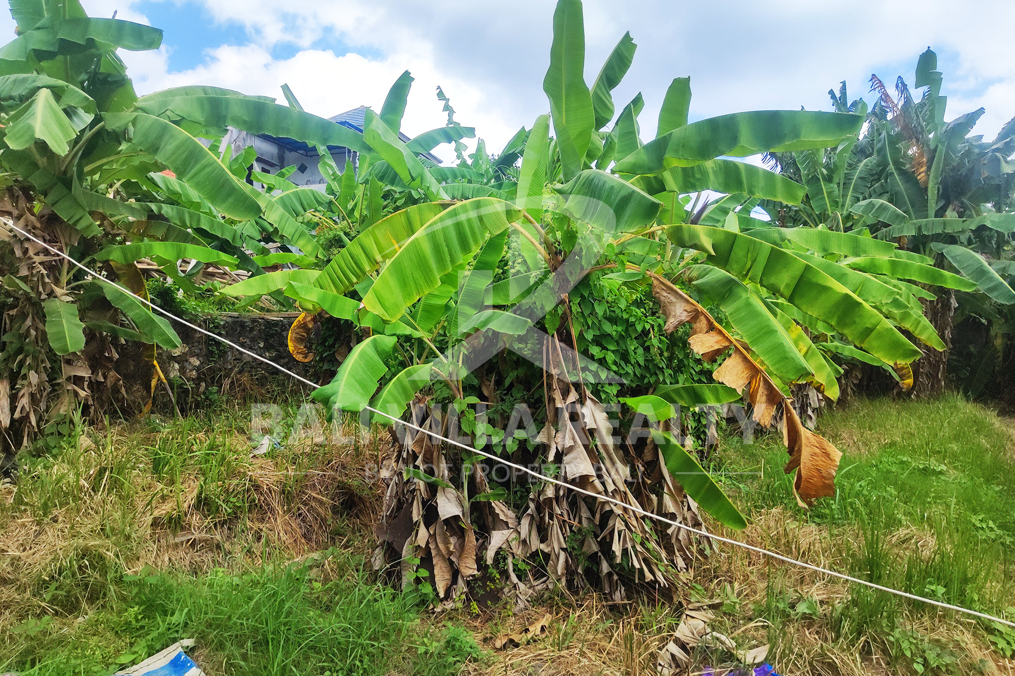 Prime 450m2 Land With Stunning Rice Field Views In Dalung, Badung, Bali