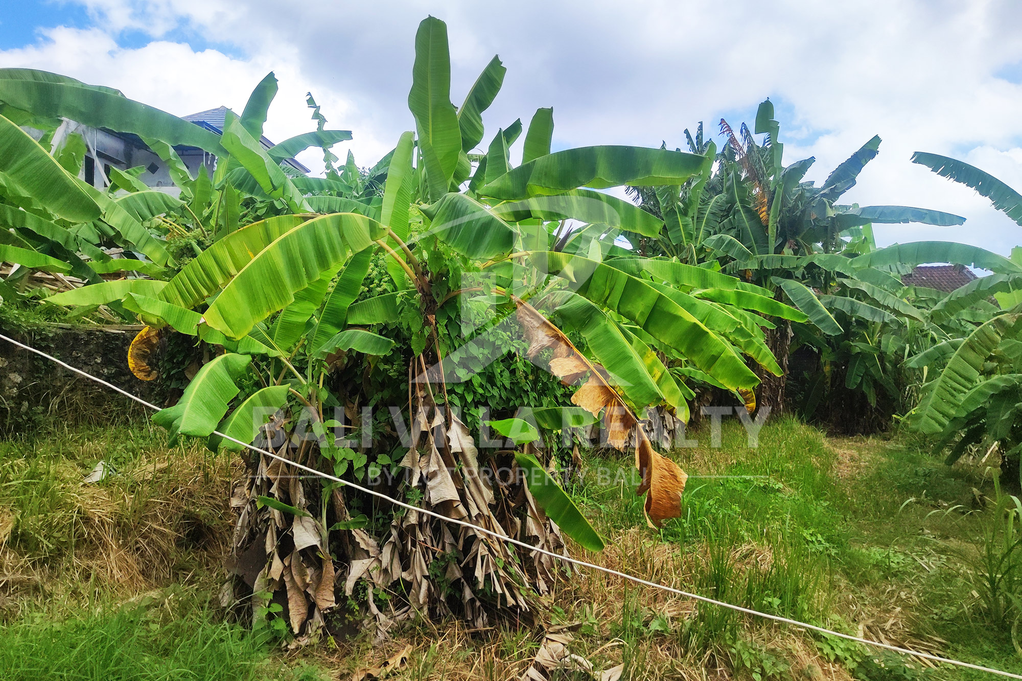 Prime 450m2 Land With Stunning Rice Field Views In Dalung, Badung, Bali