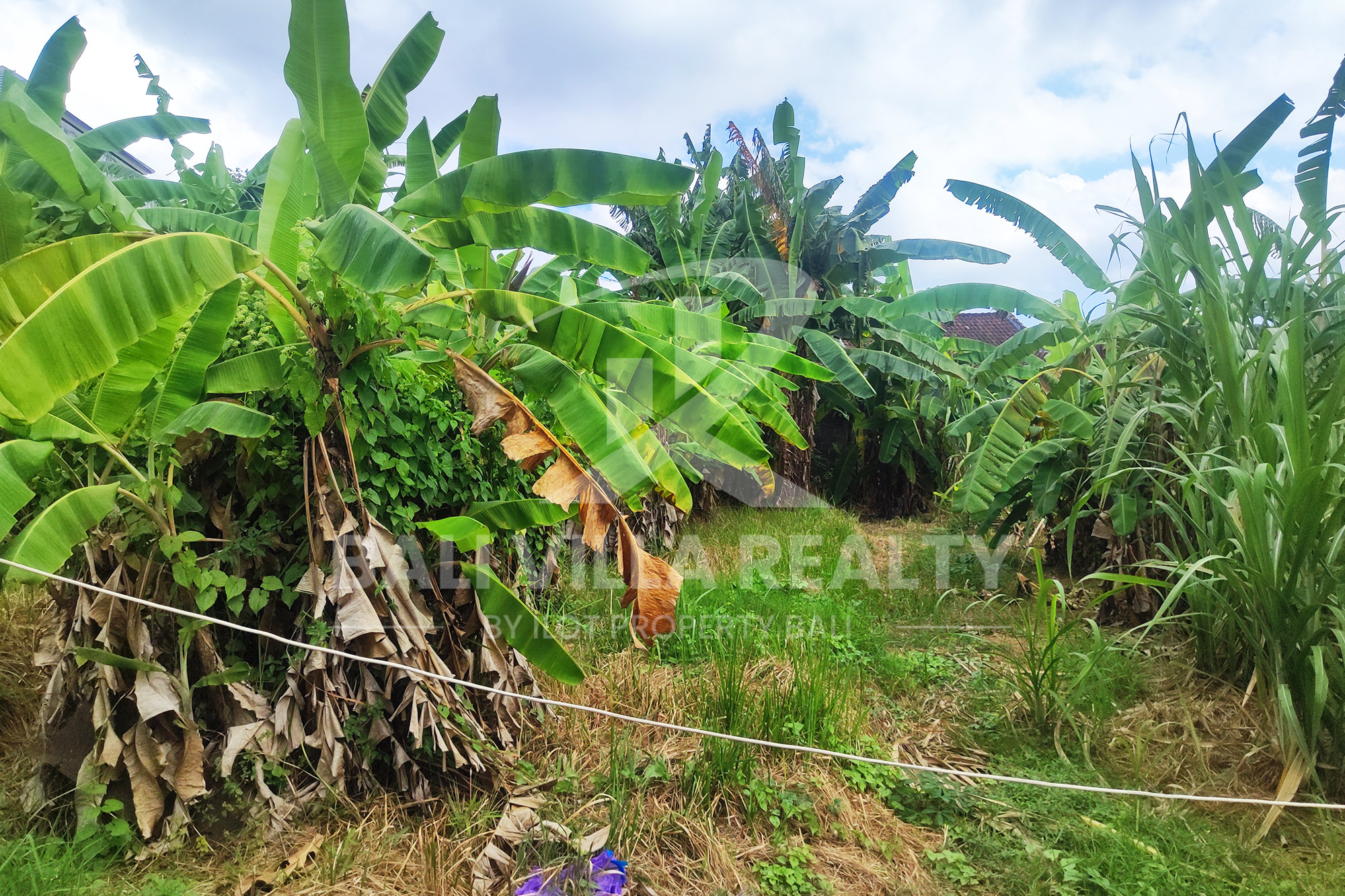 Prime 450m2 Land With Stunning Rice Field Views In Dalung, Badung, Bali