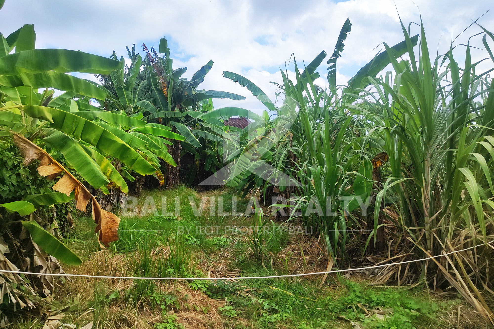 Prime 450m2 Land With Stunning Rice Field Views In Dalung, Badung, Bali