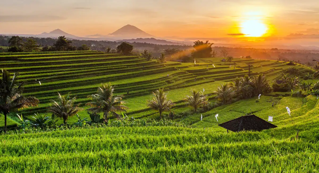 Ubud Area