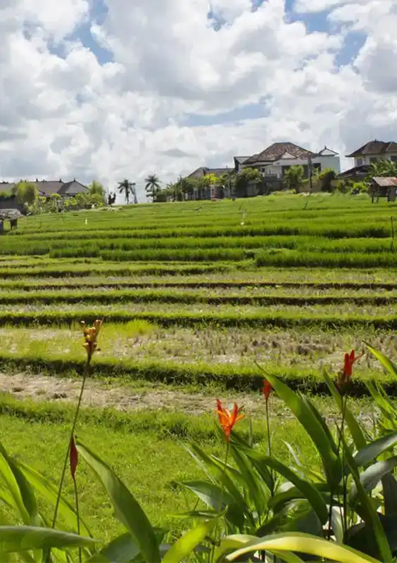 Umalas area (supporting image)