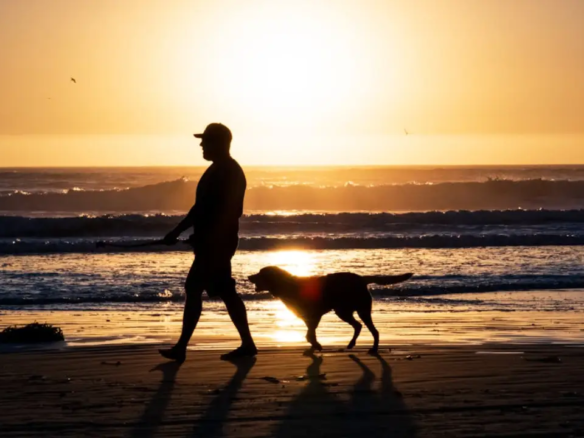 Can You Really Bring a Pet to Bali? Honest Guide Every Expat Needs