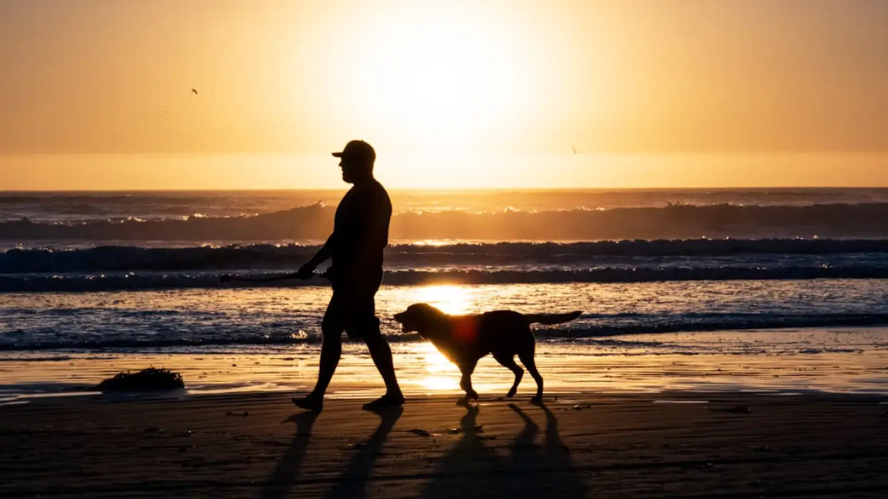 Can You Really Bring a Pet to Bali? Honest Guide Every Expat Needs